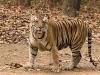 लखीमपुर खीरी: पूर्णागिरि से वापस आ रहे बस में बैठे यात्रियों को दिखा बाघ 